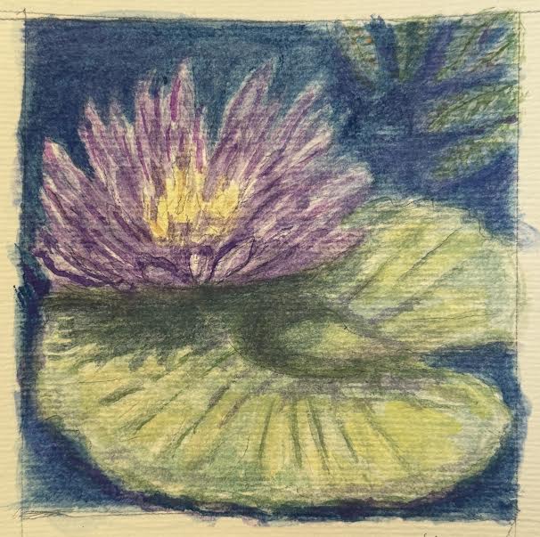 Purple Waterlilly