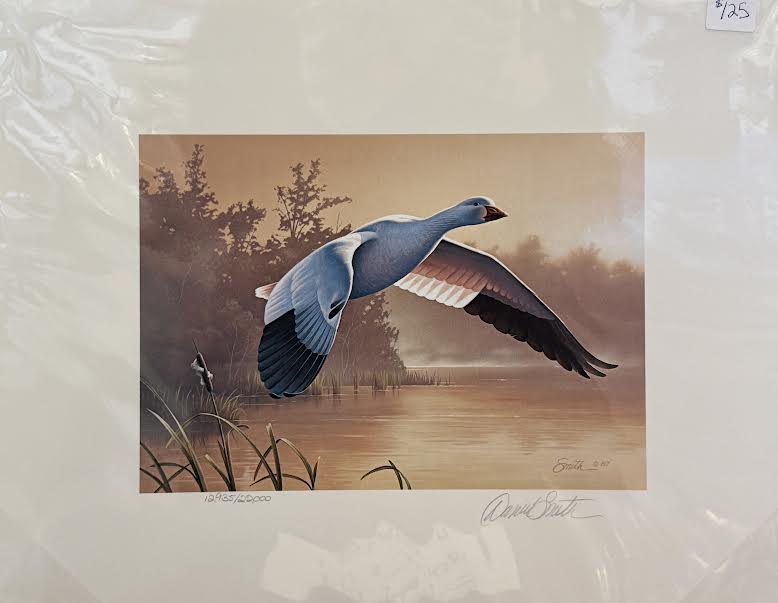 Solitary Snow Goose