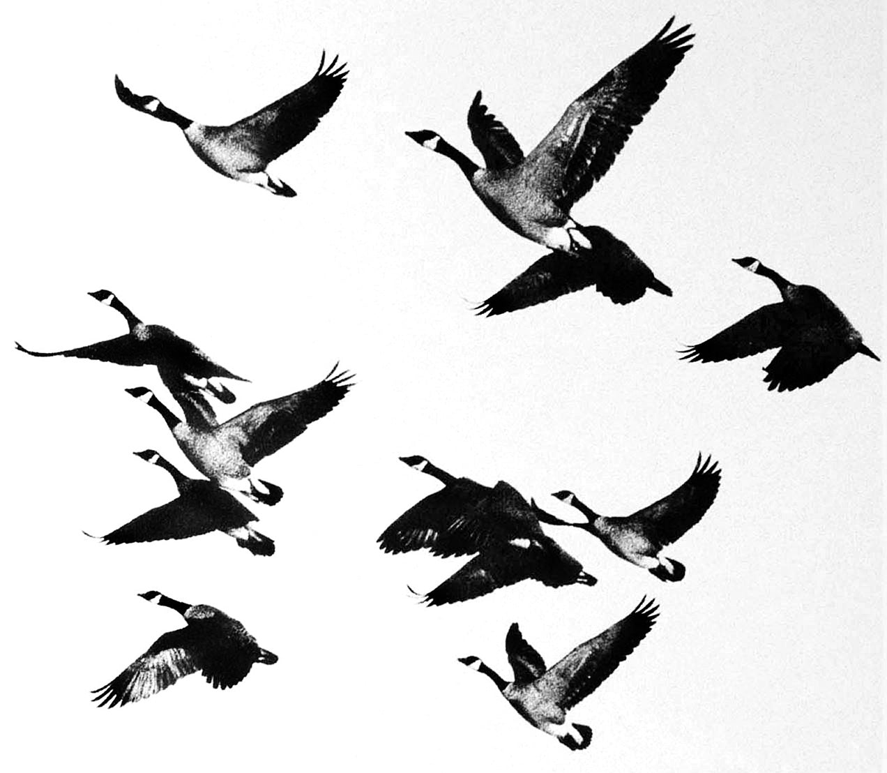Geese In Flight