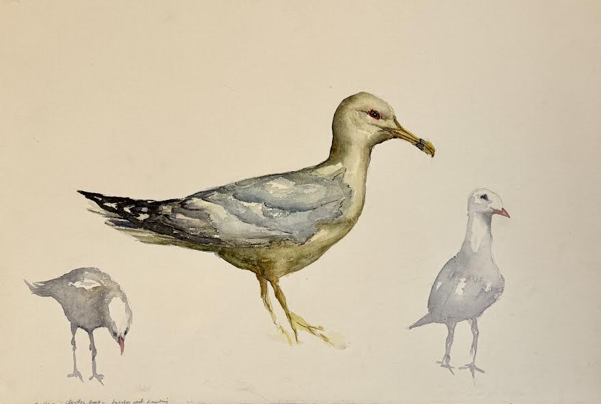 Gulls - Chester River