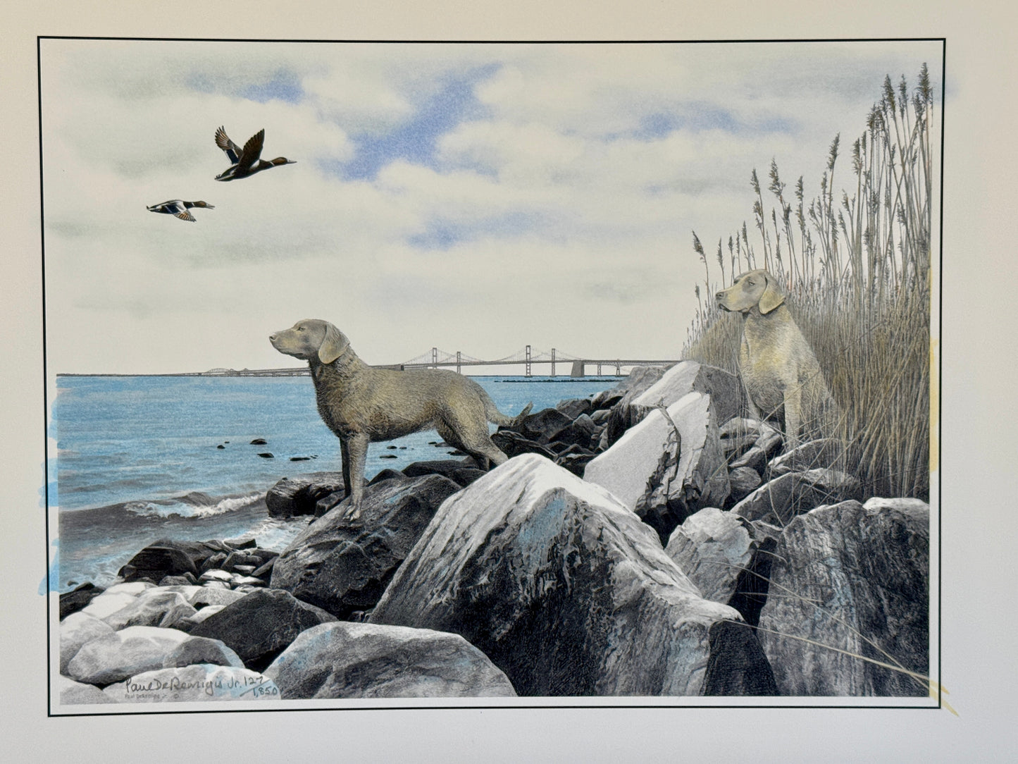 Chesapeake Bay Retrievers