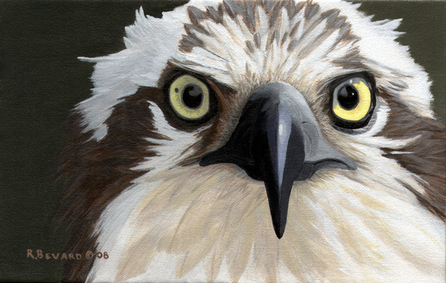 CHESAPEAKE OSPREY