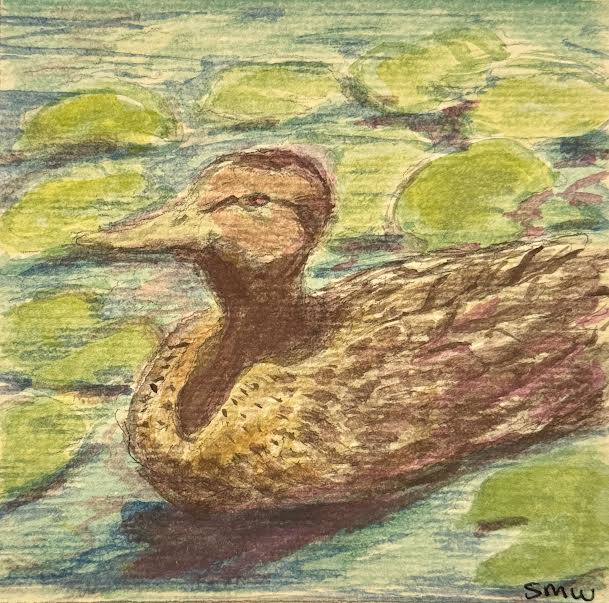 Lily Duck