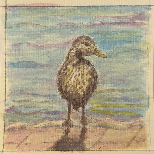 City Dock Duck