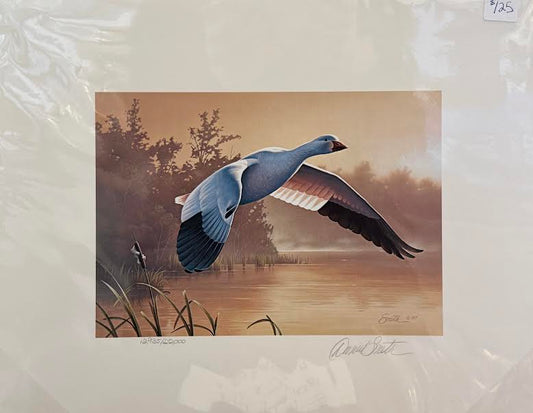 Solitary Snow Goose