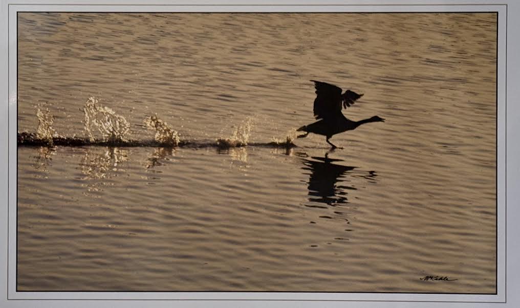 Bird on Water