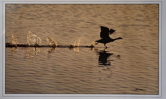 Bird on Water