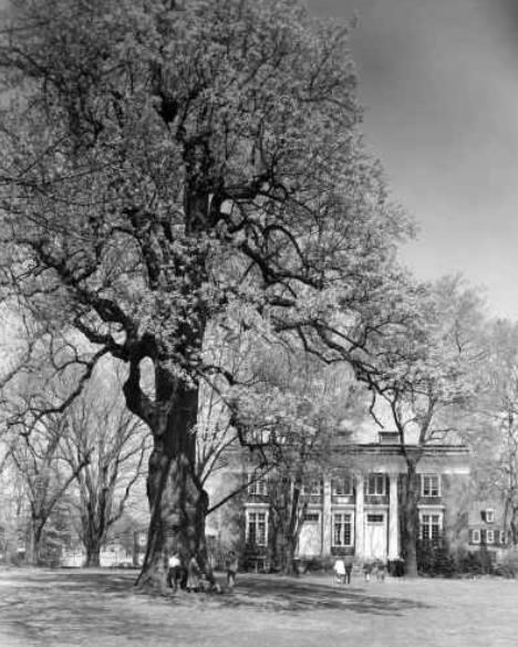 Liberty Tree, St. John’s College Woodward Hall