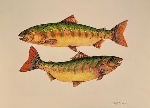 Rainbow Trout