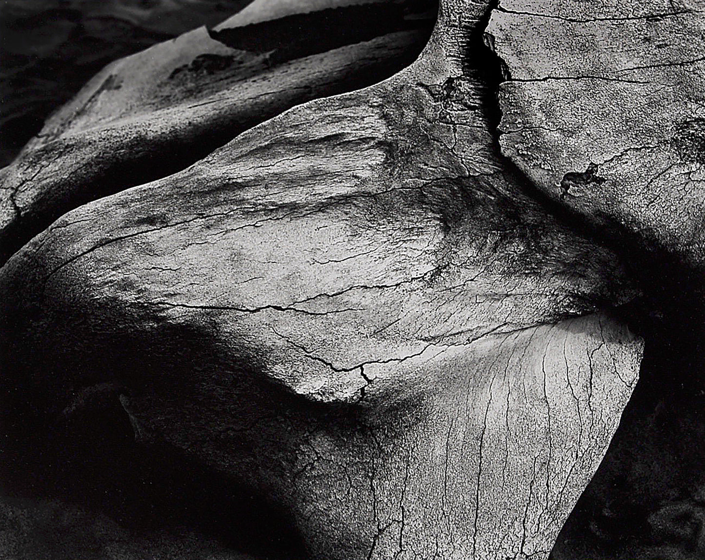 Whale Bones #1