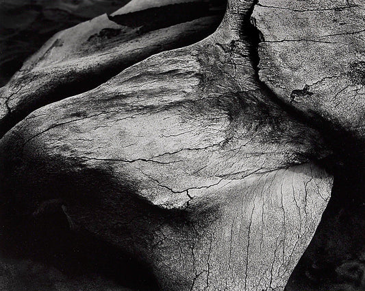 Whale Bones #1