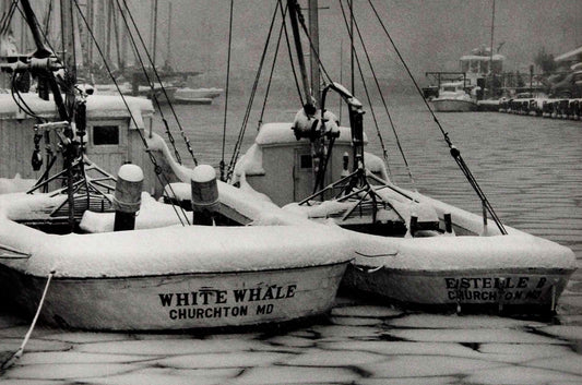 White Whale and Estelle B