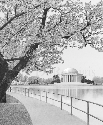 Black and White Cherry Blossoms and Jefferson Memorial