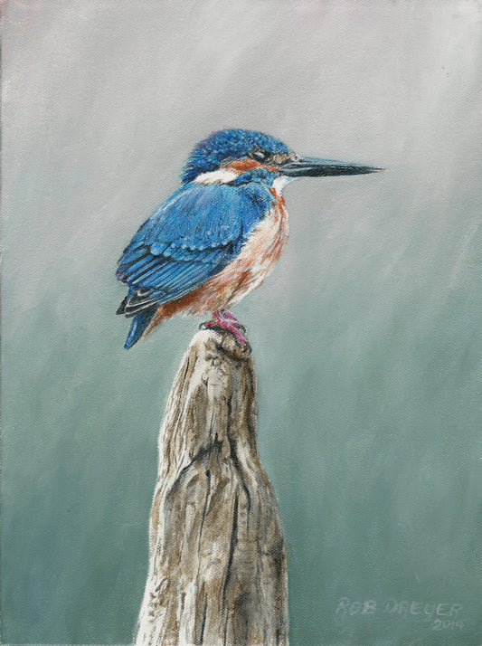 Common Kingfisher