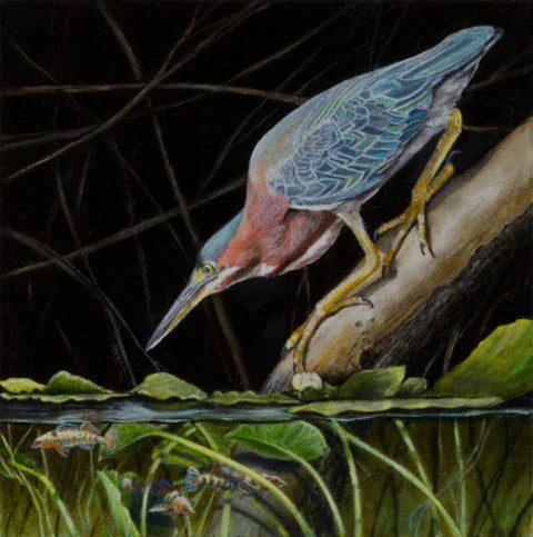 GREEN HERON AND DARTERS