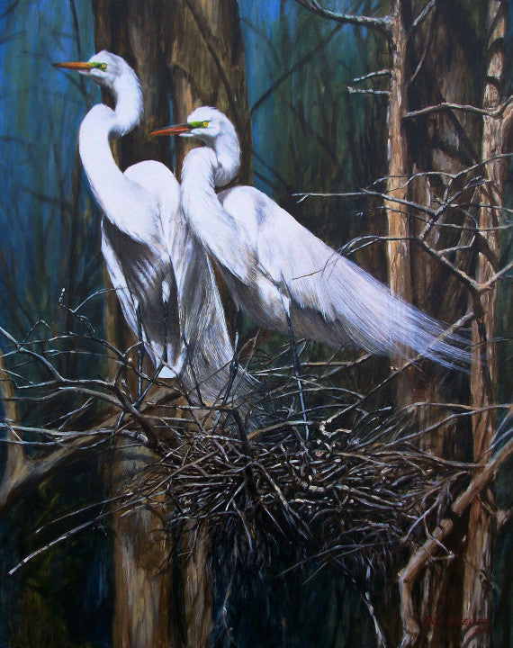 Nesting Snowy Egrets