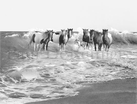 Black and White Assateague Ponies