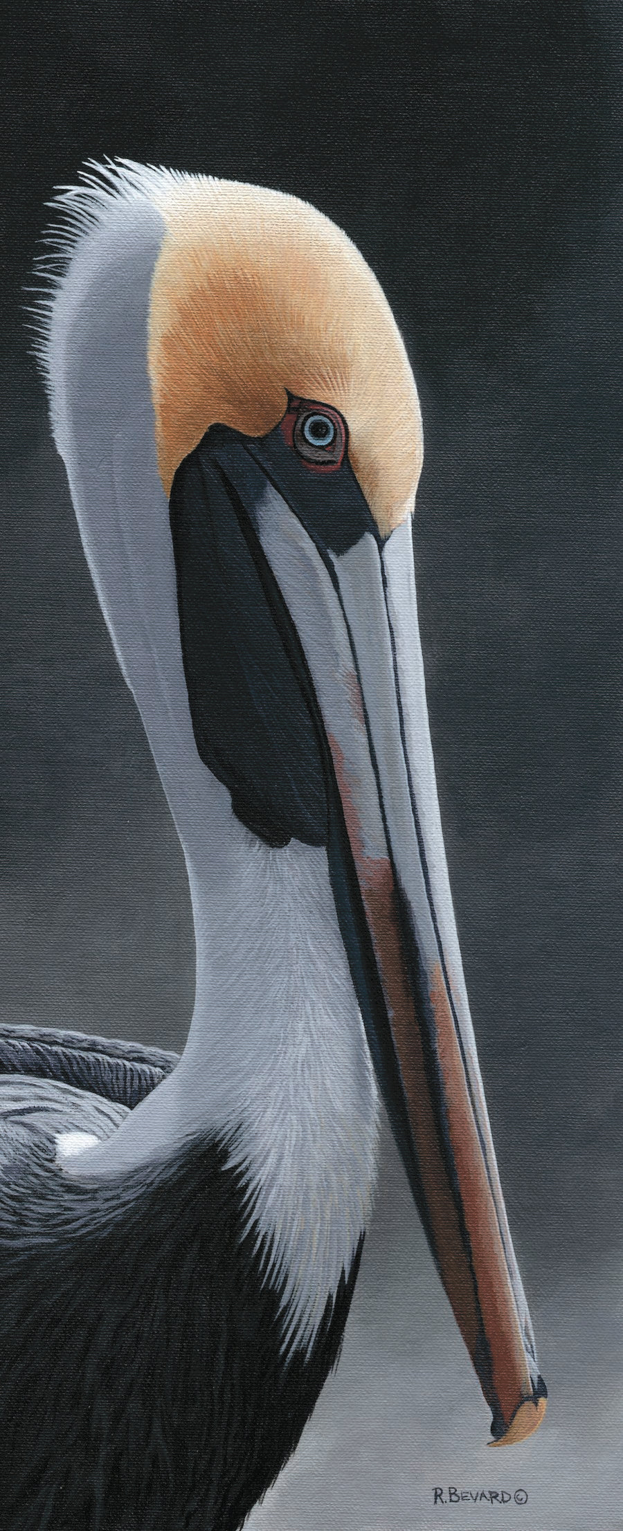 PELICAN